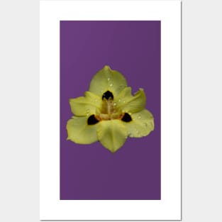 Yellow Pansy Posters and Art